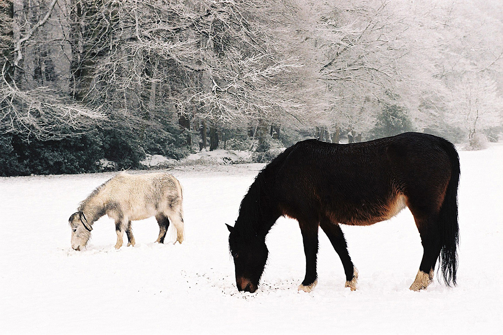 Winter Ponies in the Snow, Nomansland